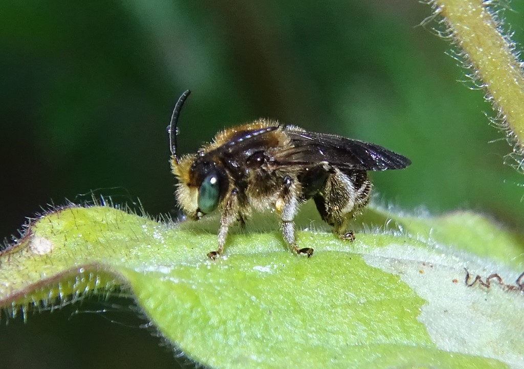 Wald-Schenkelbiene