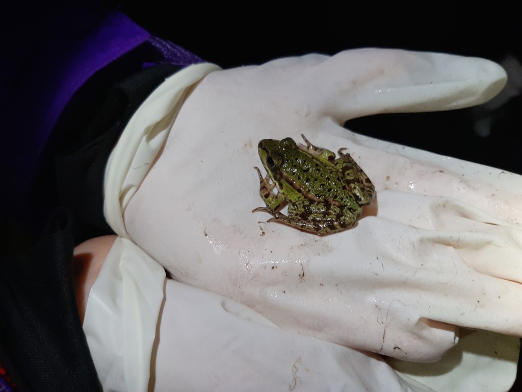 Ein kleiner Grünfrosch auf Wanderschaft. Foto: Tina Frank