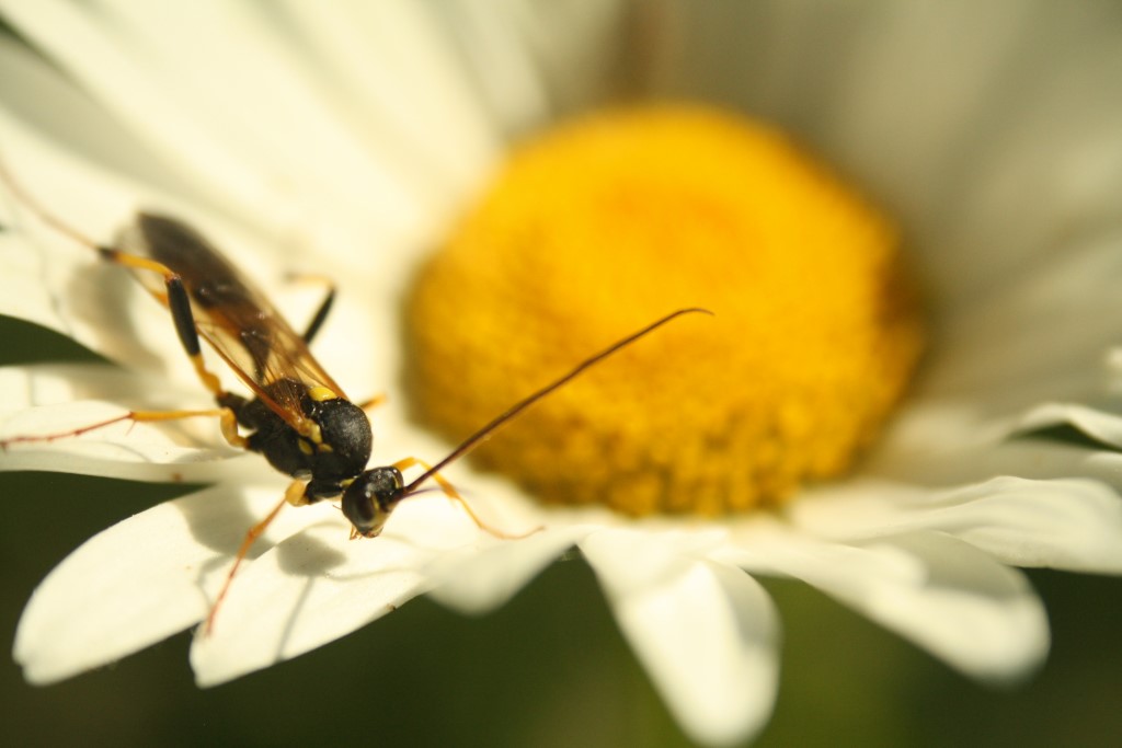 Gelbe Schlupfwespe</p>Foto: Sabrina Rötsch