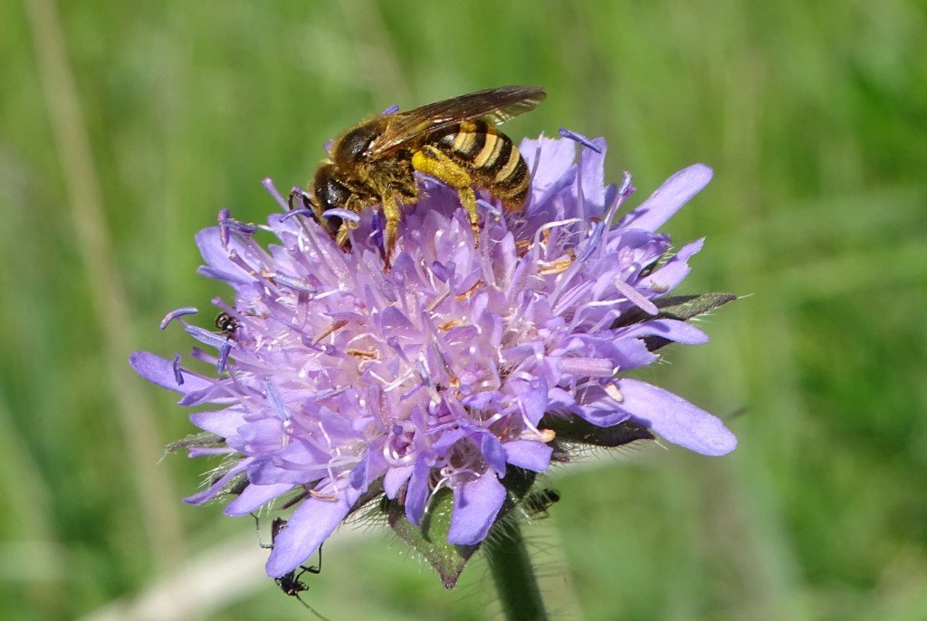 Gelbbindige Furchenbiene