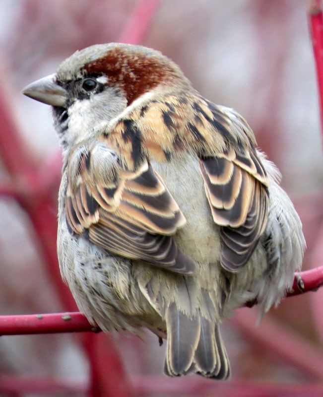 Bei der Stunde der Wintervögel im Clara-Zetkin-Park wurden 45 Haussperlinge gezählt, die in einem großen Trupp gut getarnt im Gesträuch saßen. Foto: Karsten Peterlein