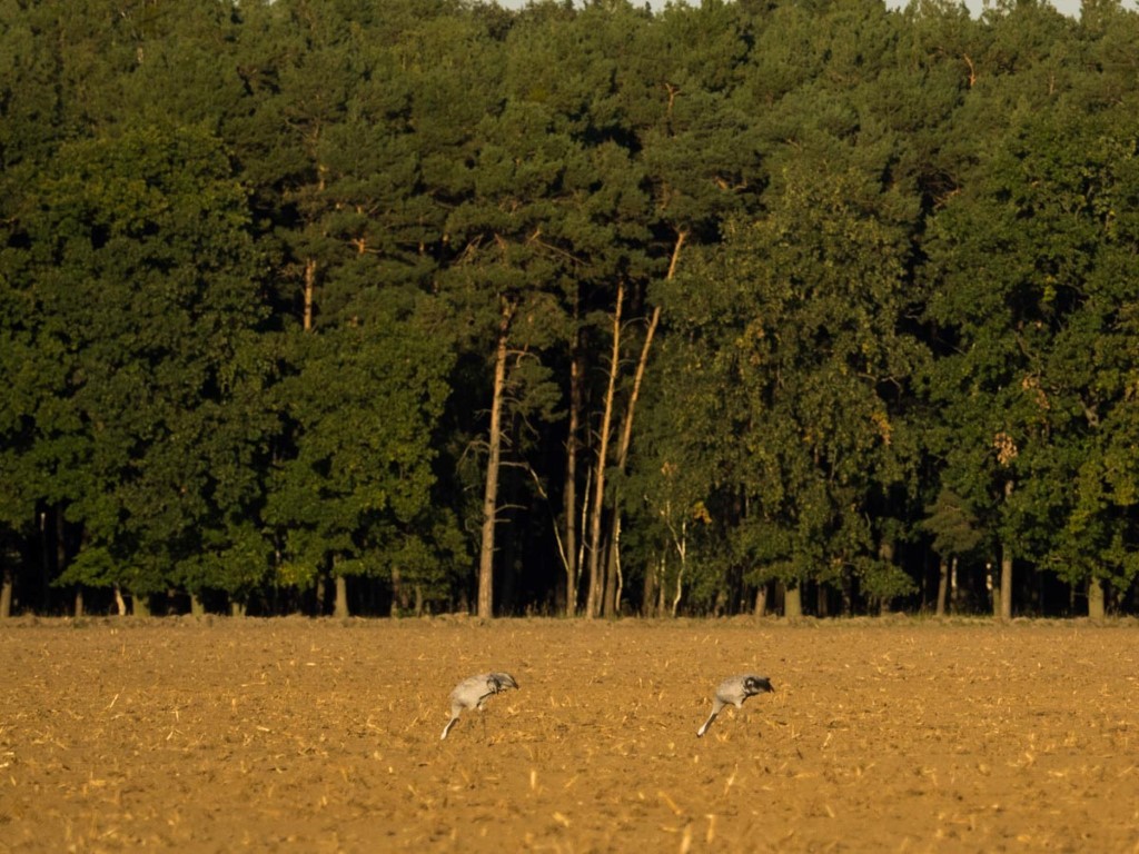 So nah hatten viele Exkursionsteilnehmer diese Tiere noch nie gesehen.</p>Foto: Dr. Fabian Haas