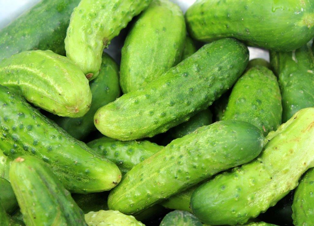 Die Gurke - Gemüse des Jahres 2019</p>Foto: Alicja/Pixabay
