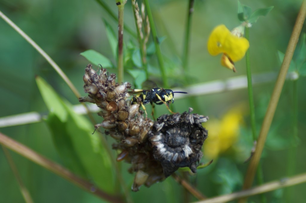 Nicht näher bestimmte Wespe</p>Foto: Tony Kremser