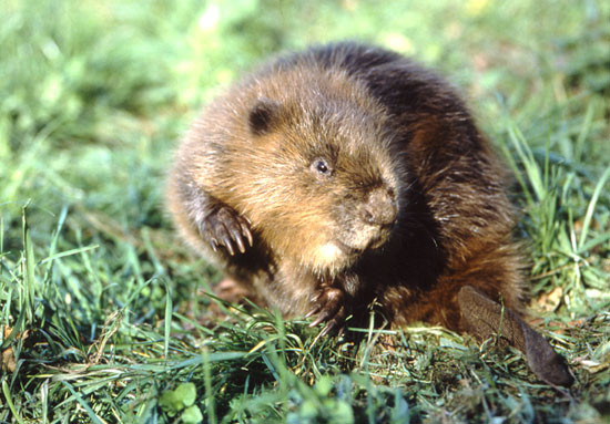 Biber sind die größten in Deutschland heimischen Nagetiere. Foto: Gottfried Kohlhase