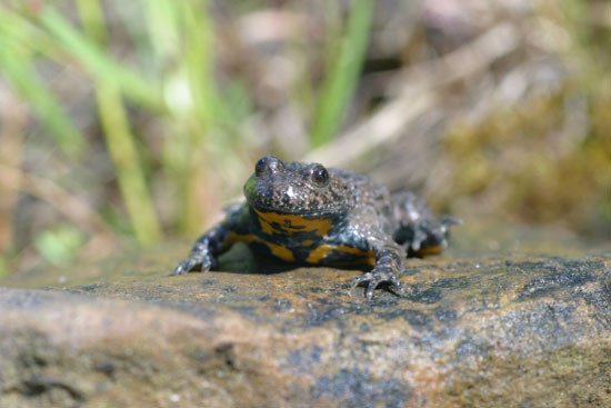 Gelbbauchunke. Foto: NABU/Bruno Scheel