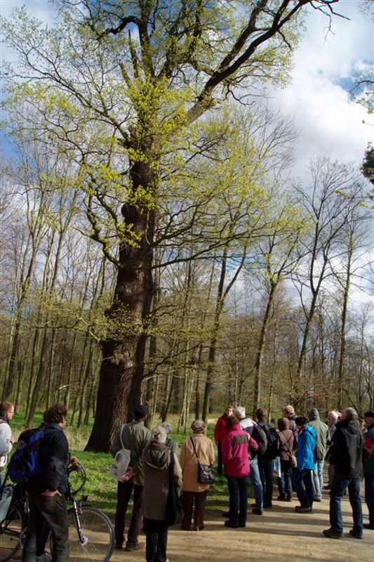 Eine beeindruckende Stiel-Eiche (Quercus robur).