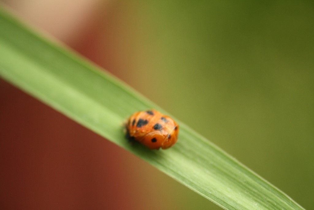 Puppe eines Marienkäfers</p>Foto: Sabrina Rötsch