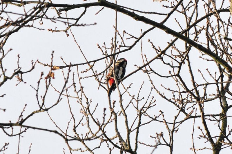 Besonders nach dem Grünspecht haben die Vogelfreunde gesucht, da er 2014 Vogel des Jahres ist. Er ließ sich nicht sehen, dafür konnte man aber Buntspechte entdecken.