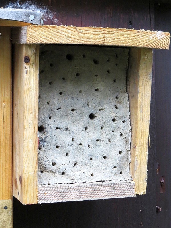 ...die Wildbienen finden in den Lehmlöchern einen Platz für die Eiablage.