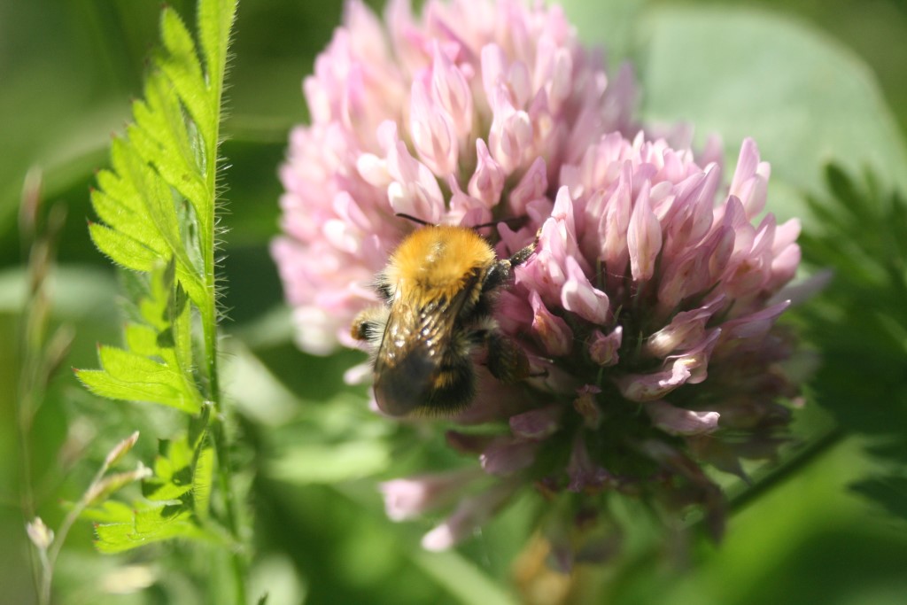 Ackerhummel</p>Foto: Sabrina Rötsch