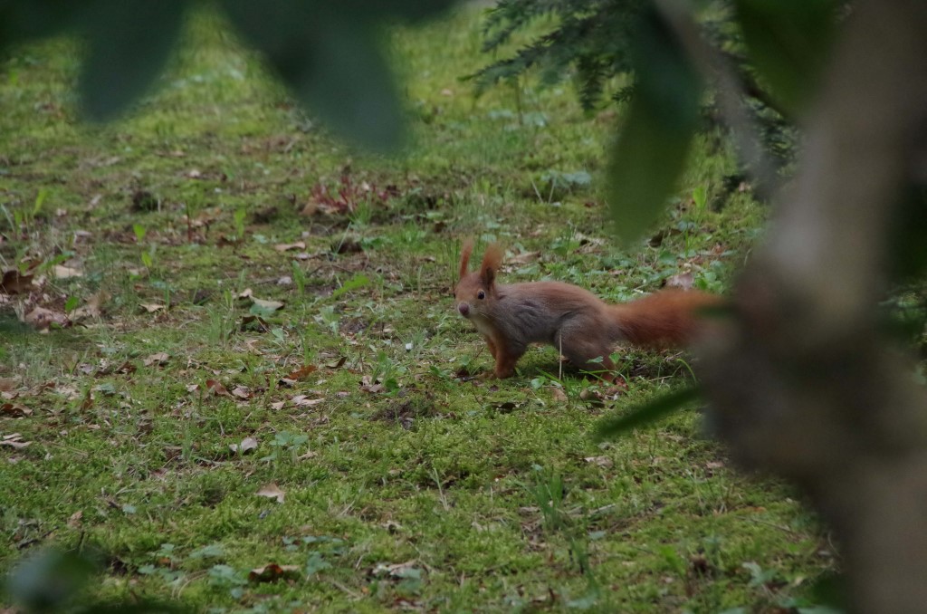 Unzählige Eichhörnchen sind auf dem Südfriedhof unterwegs.