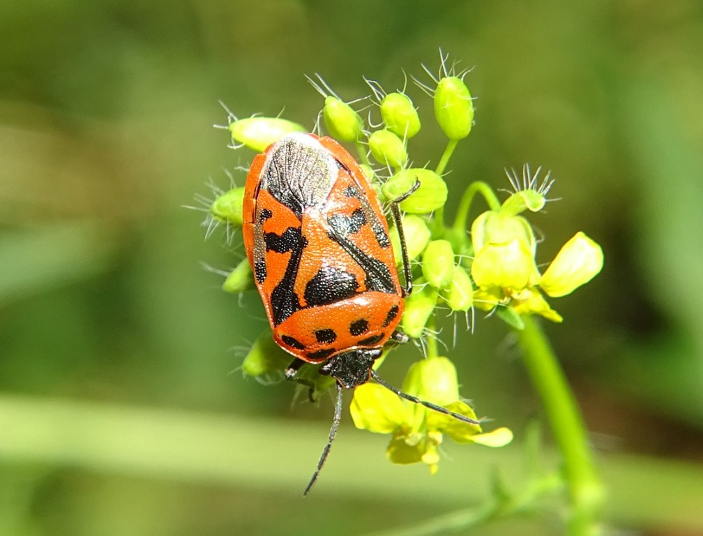 Rotschwarze Gemüsewanze</p>Foto: Beatrice Jeschke