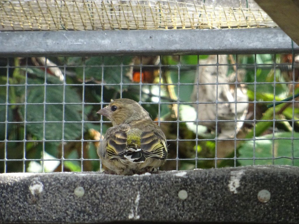 sind in der Wildvogelhilfe des NABU Leipzig zu versorgen,