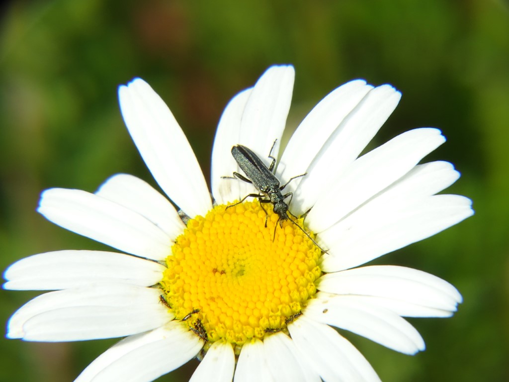 Scheinbockkäfer