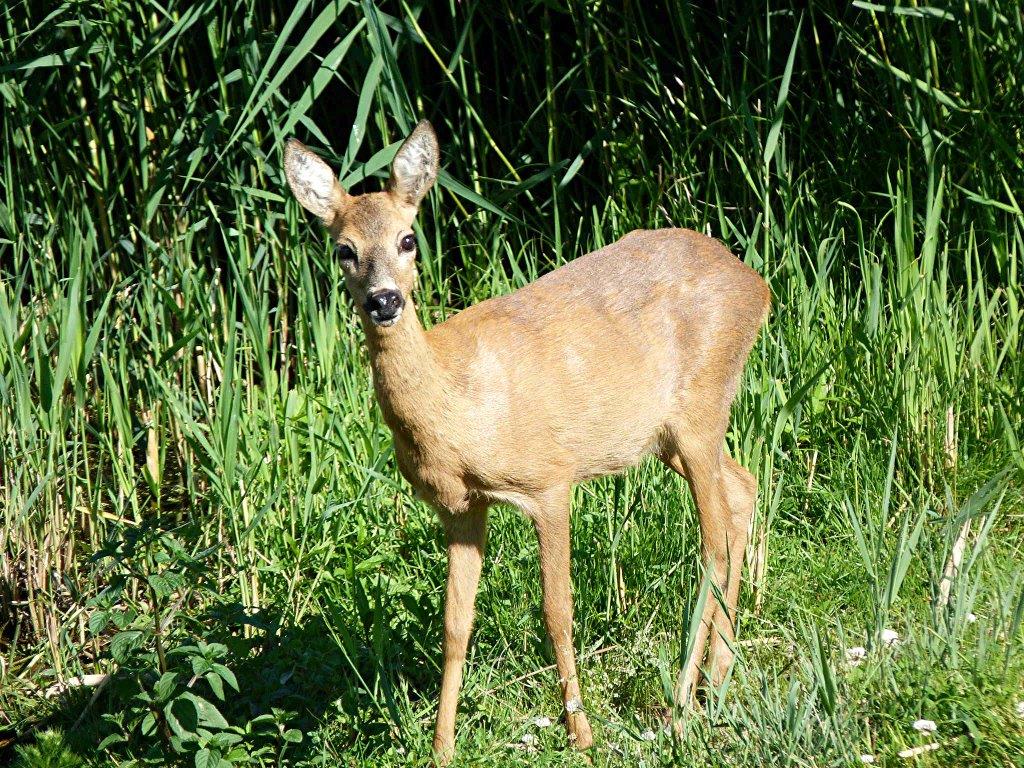 Das Europäische Reh - Wildtier des Jahres 2019</p>Foto: NABU/Rolf Jürgens