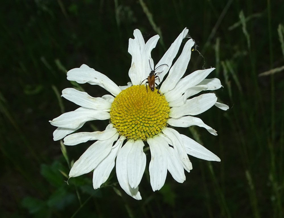 Kleiner Halsbock