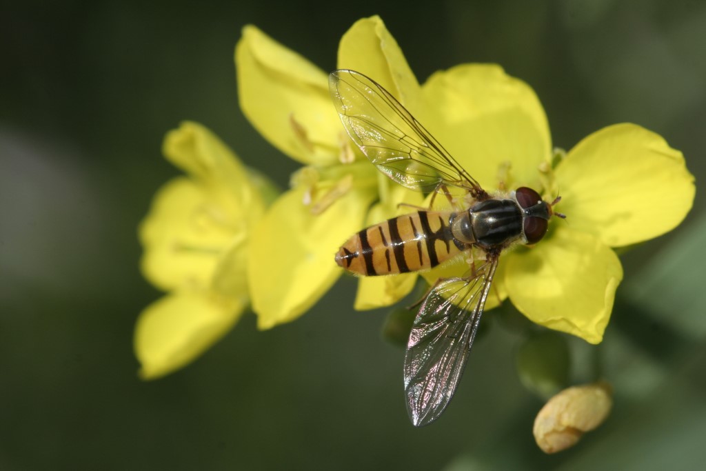 Hainschwebfliege</p>Foto: NABU/Helge May