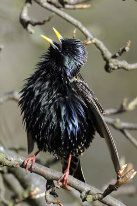 Singender Star. Foto: NABU/Ulrich Schuster