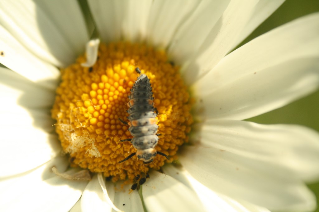 Siebenpunkt-Larve</p>Foto: Sabrina Rötsch