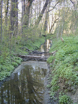 Die Östliche Rietzschke. Foto: Axel Zimmermann