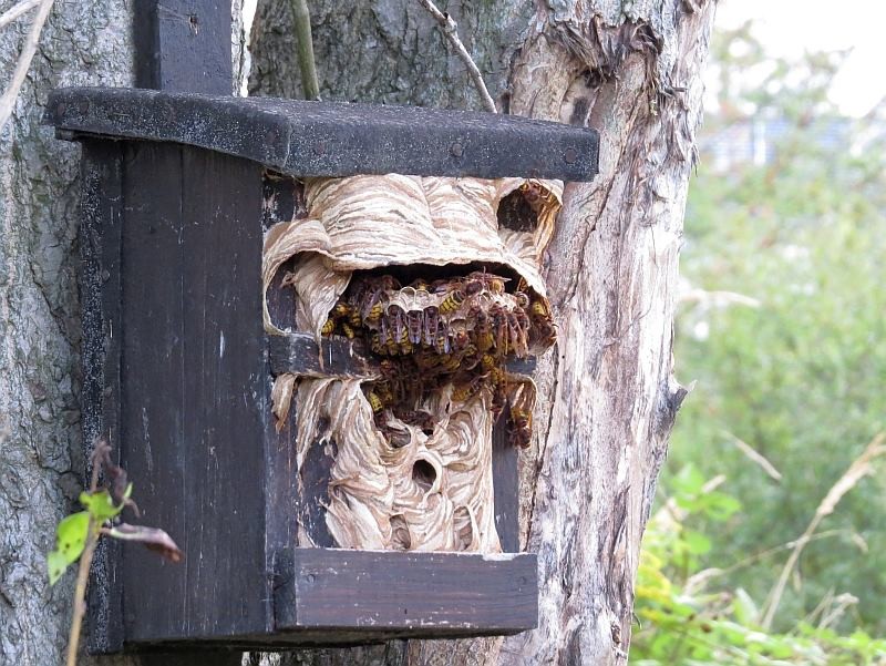 Diesen Nistkasten besiedeln die Hornissen schon das vierte Jahr in Folge. Zur Brutzeit ist er aber der Brutort für die Wendehälse. Die Vögel picken das alte Nistmaterial einfach raus und reinigen sich den Kasten selbst.