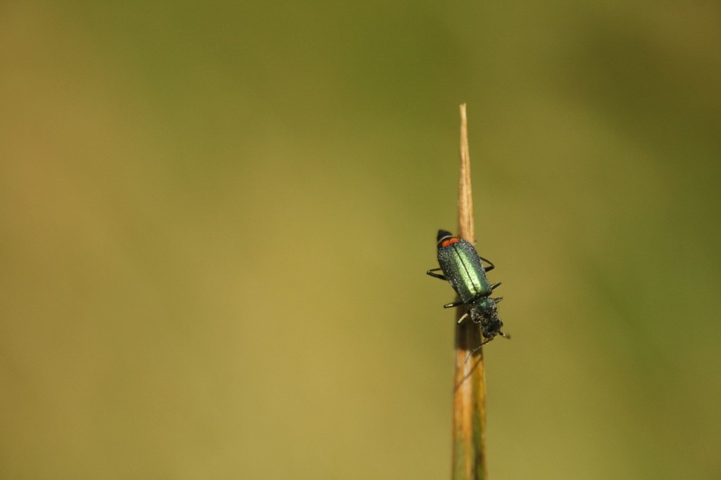 Zipfelkäfer</p>Foto: Sabrina Rötsch