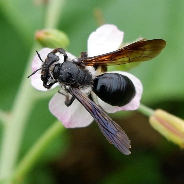 Die Blauschillernde Sandbiene - Wildbiene des Jahres 2019</p>Foto: Katrin Schneider/naturgucker.de
