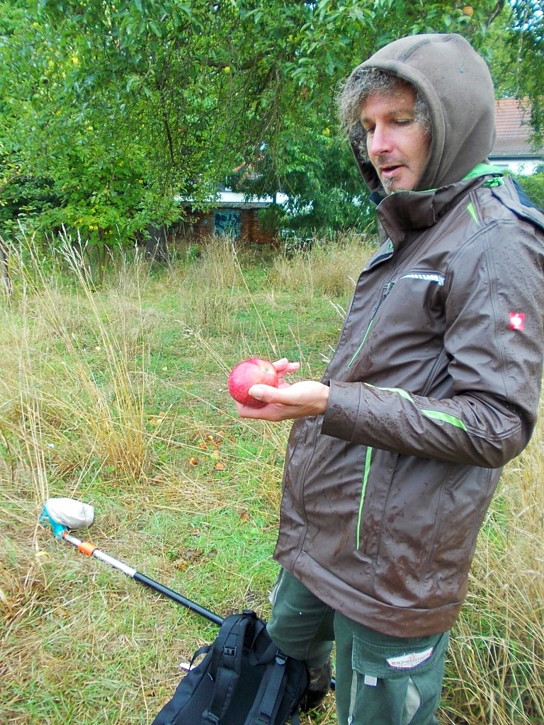 Die meisten Äpfel auf der Streuobstwiese schmecken nicht nur hervorragend,...