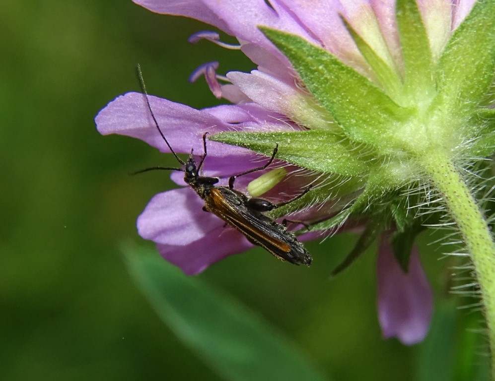 Gemeiner Schenkelkäfer</p>Foto: Beatrice Jeschke