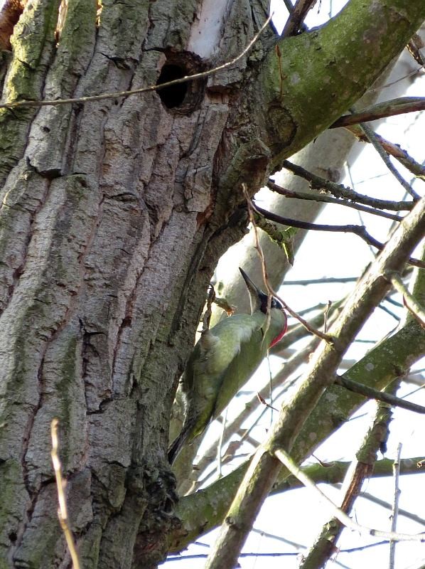 Der Grünspecht, Vogel des Jahres 2014, hat sich auf dem Friedhof Kleinzschocher auch nochmal gezeigt.</p>Foto: NABU Leipzig