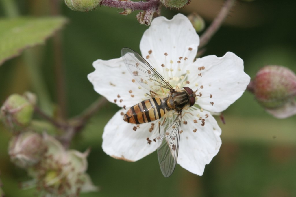 Hainschwebfliege</p>Foto: NABU/Helge May