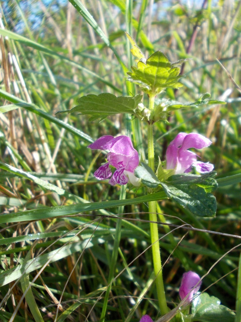 Exkursion zu Flora und Fauna auf der NABU-Wiese.</p>Foto: René Sievert