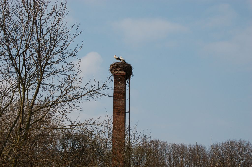 Die Weißstörche haben das Nest auf der NABU-Streuobstwiese bezogen, wo sie hoffentlich auch in diesem Jahr wieder für Nachwuchs sorgen.