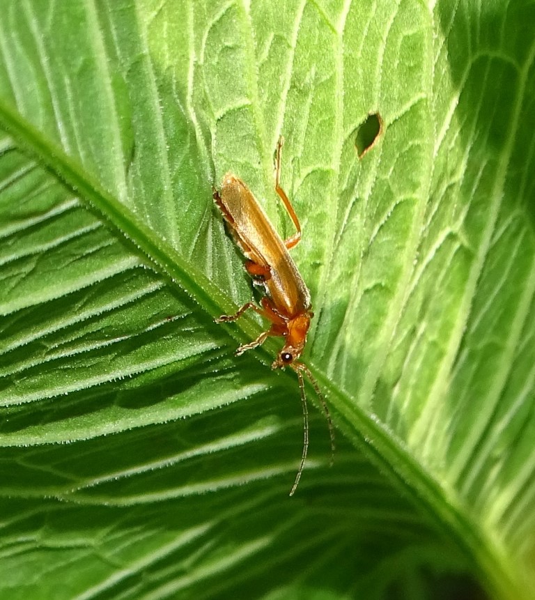 Ockerbrauner Weichkäfer</p>Foto: Beatrice Jeschke