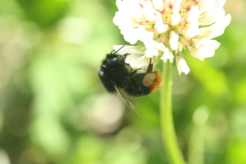 Steinhummel</p>Foto: Sabrina Rötsch