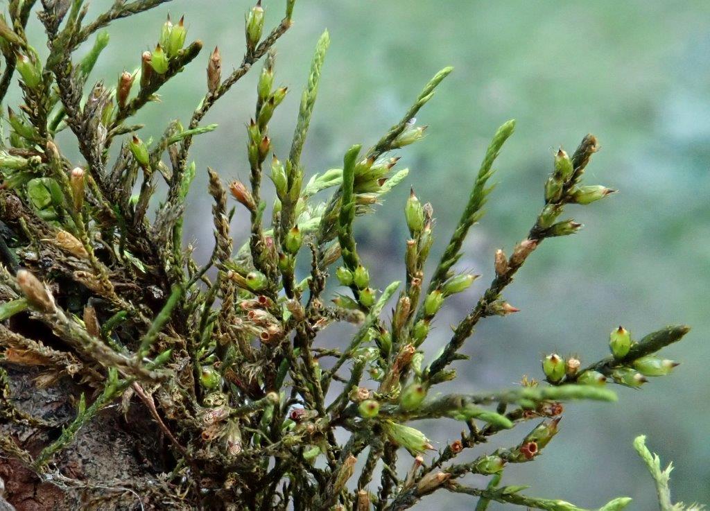 Das Einseitswendige Verstecktfruchtmoos - Moss des Jahres 2019</p>Foto: Christian Berg/BLAM