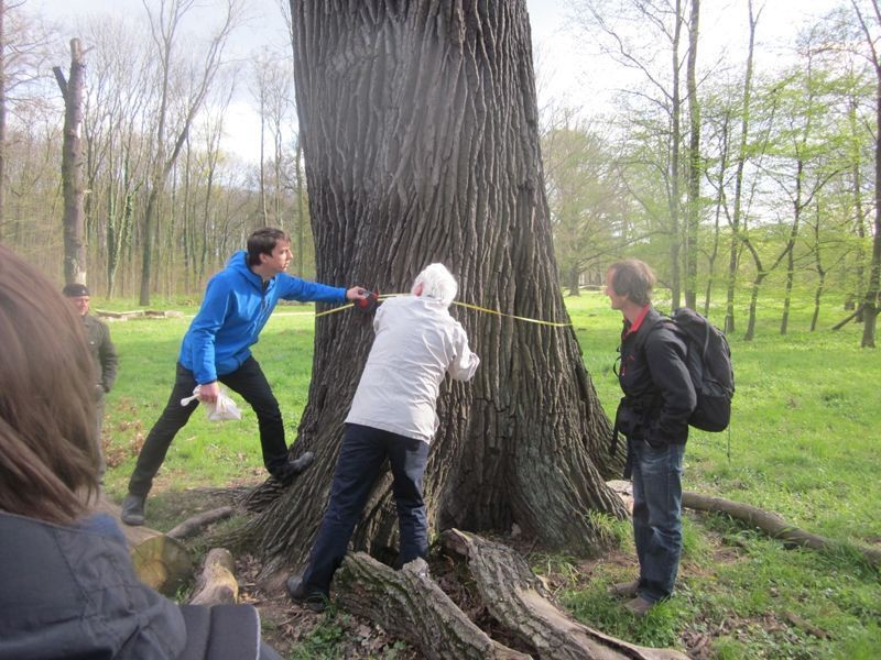 Diese 250 bis 300 Jahre alte Stieleiche bei Lützschena hat einen Durchmesser von 192 cm ...