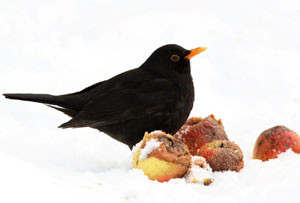 Die Amsel gehört in Leipzig neben Haussperling, Kohl- und Blaumeise zu den häufigsten Winter- vogelarten. Foto: NABU/Frank Derer