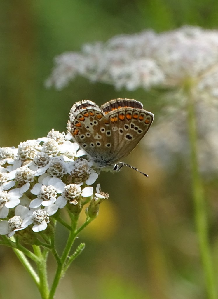 Kleiner Sonnenröschen-Bläuling</p>Foto: Beatrice Jeschke