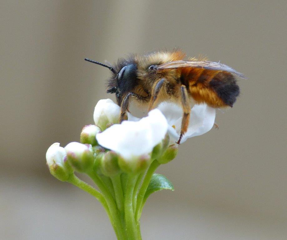 Die Rostrote Mauerbiene - Insekt des Jahres 2019</p>Foto: Birgit Emig/naturgucker.de