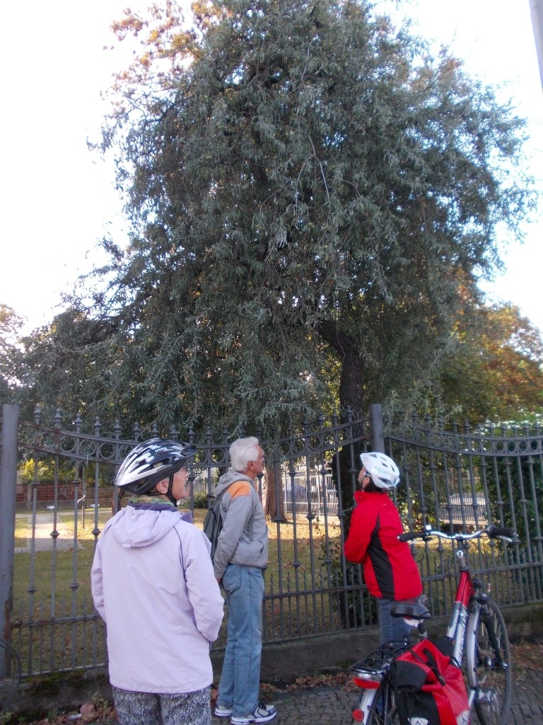 Auch diese Weidenblättrige Birne an der Karl-Tauchnitz-Straße hat ungewöhnliche Laubblätter...