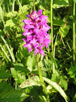 Unsere letzte heimische Orchidee: Breitblättriges Knabenkraut.