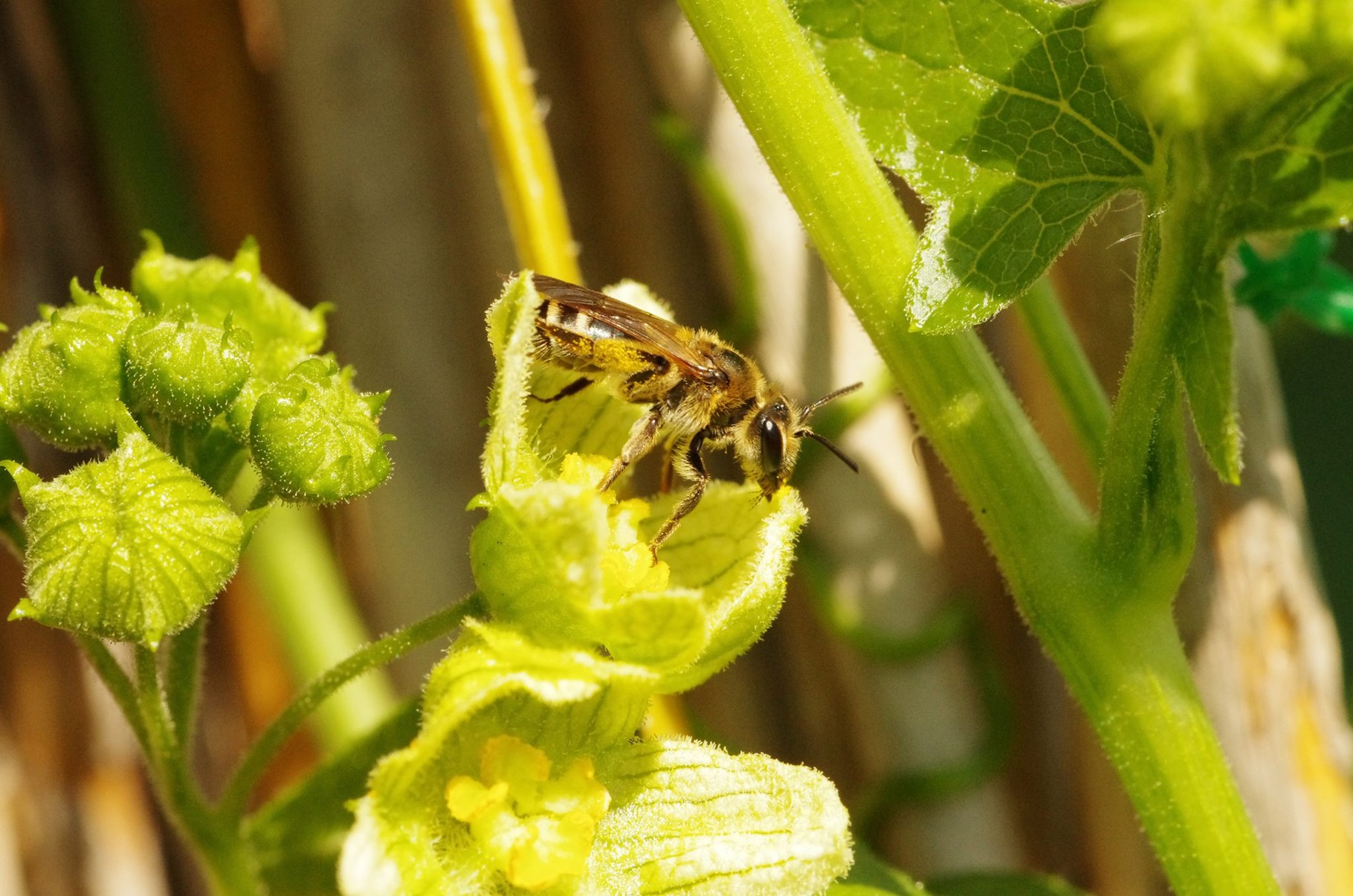 Bienen werden im NAJU-Garten ein Paradies vorfinden. Doch dazu muss noch einiges getan werden.