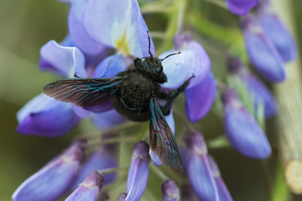 Blaue Holzbiene</p>Foto: NABU/Frank Leo/Fokus Natur