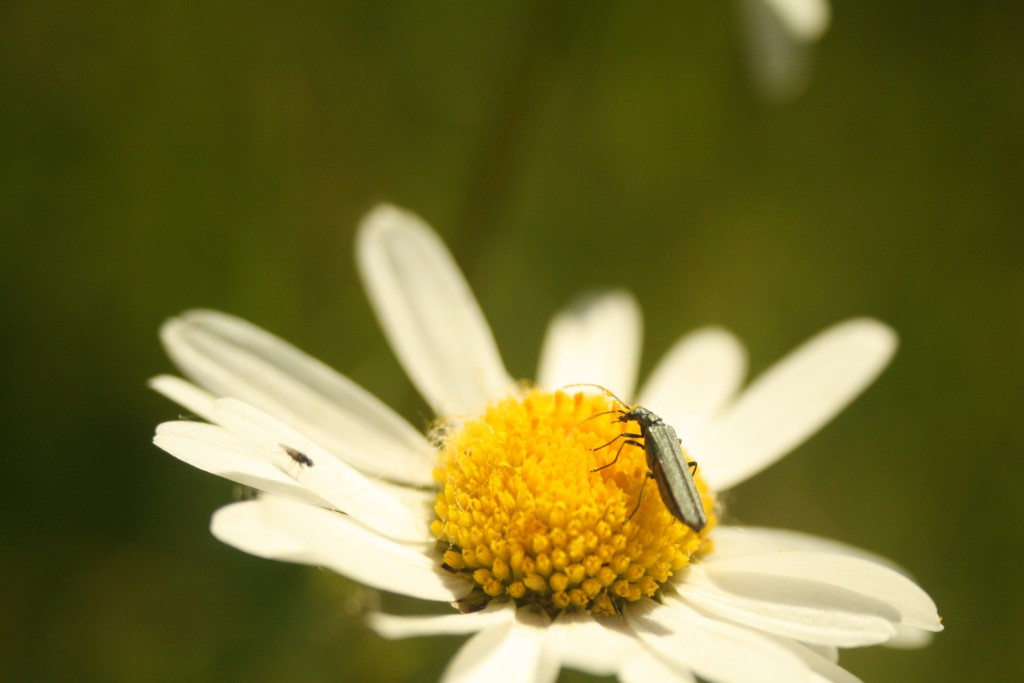 Scheinbockkäfer</p>Foto: Sabrina Rötsch