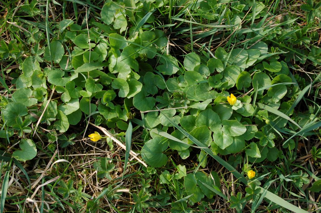 Das vitamin-C-reiche Scharbockskraut kann man ebenfalls nutzen.