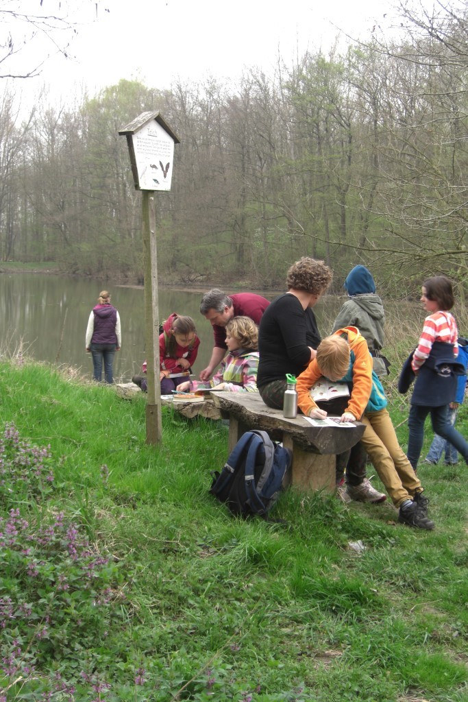 Am MiMo-Teich konnten die „Parthefrösche“ Bienen an Weidenkätzchen beobachten.