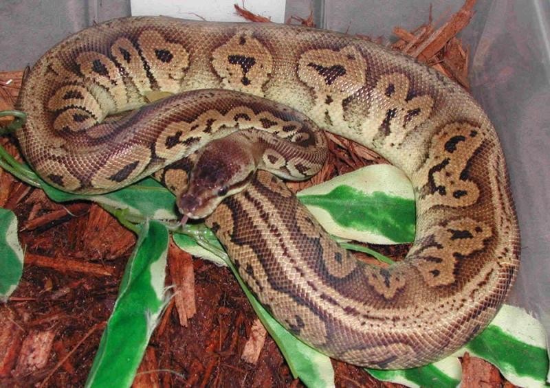 Álbum de fases de Pitones Bola Panama Reptiles