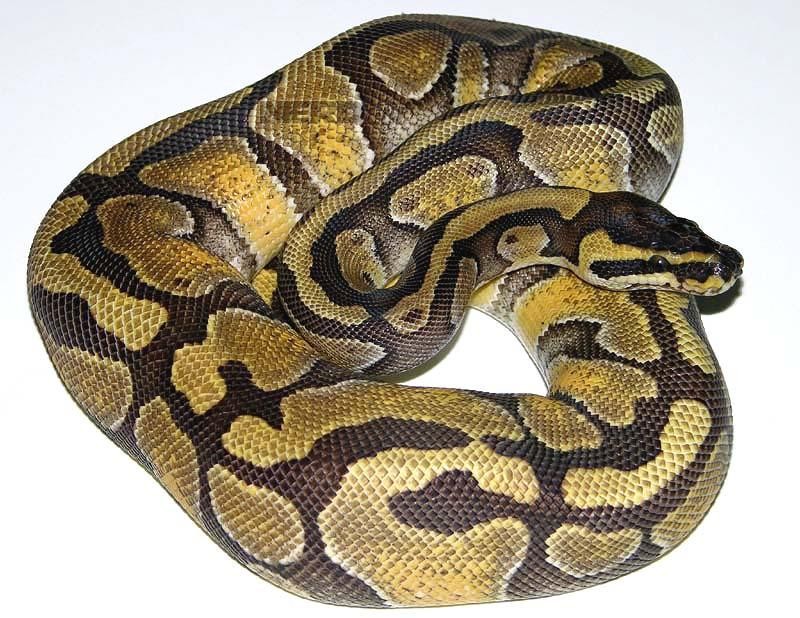 Álbum de fases de Pitones Bola Panama Reptiles